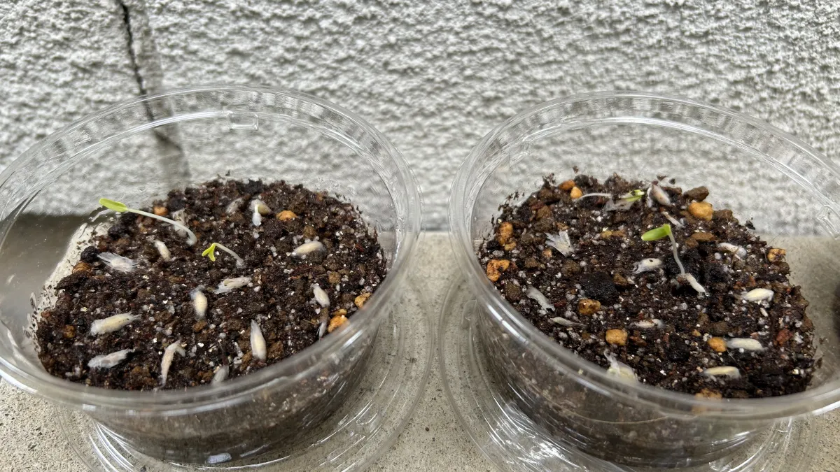 Fouquieria splendens ssp. breviflora (フォークイエリア ブレビフローラ)