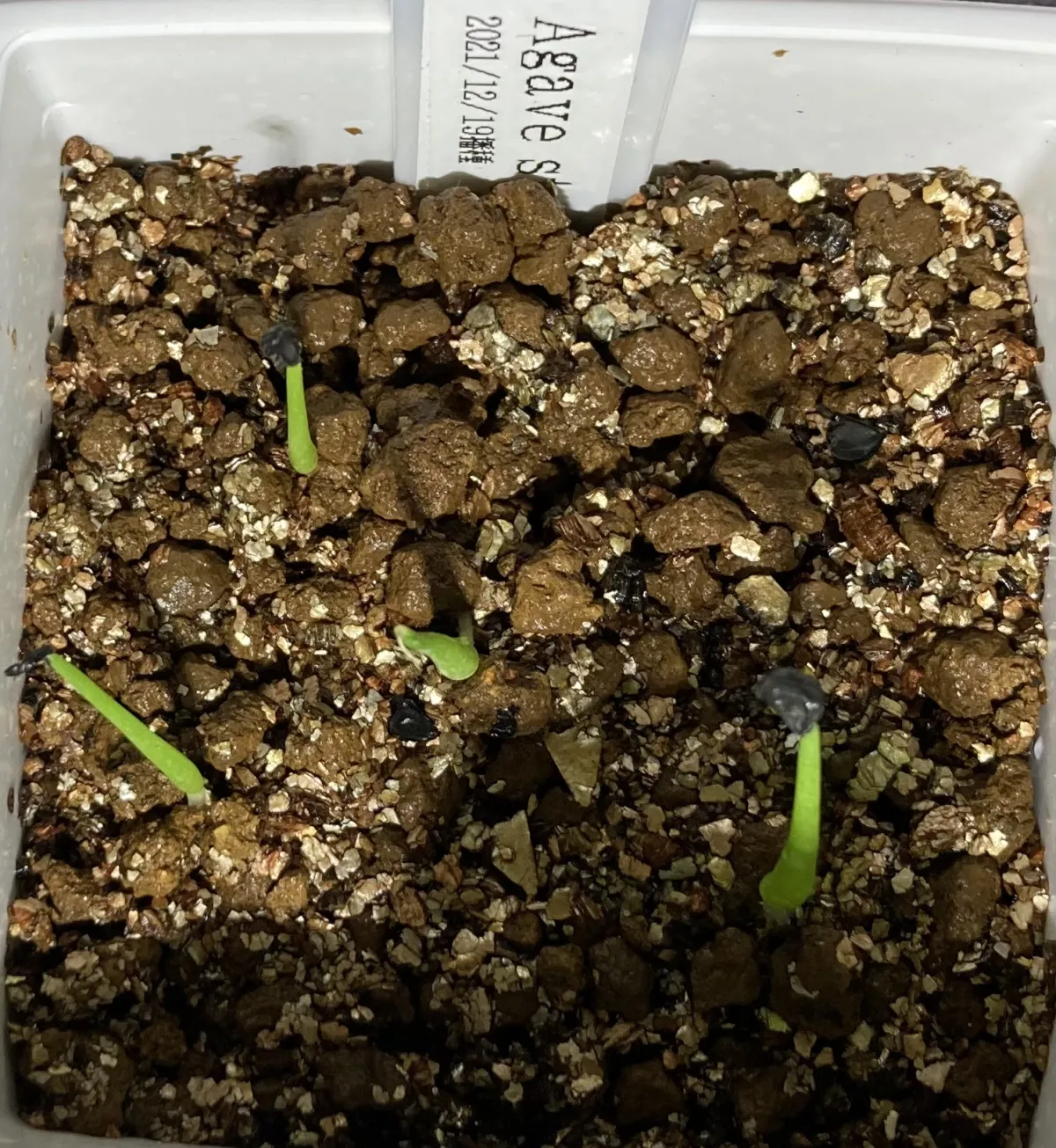 Agave stricta (アガベ ストリクタ)