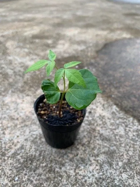 Commiphora kataf (コミフォラ カタフ)