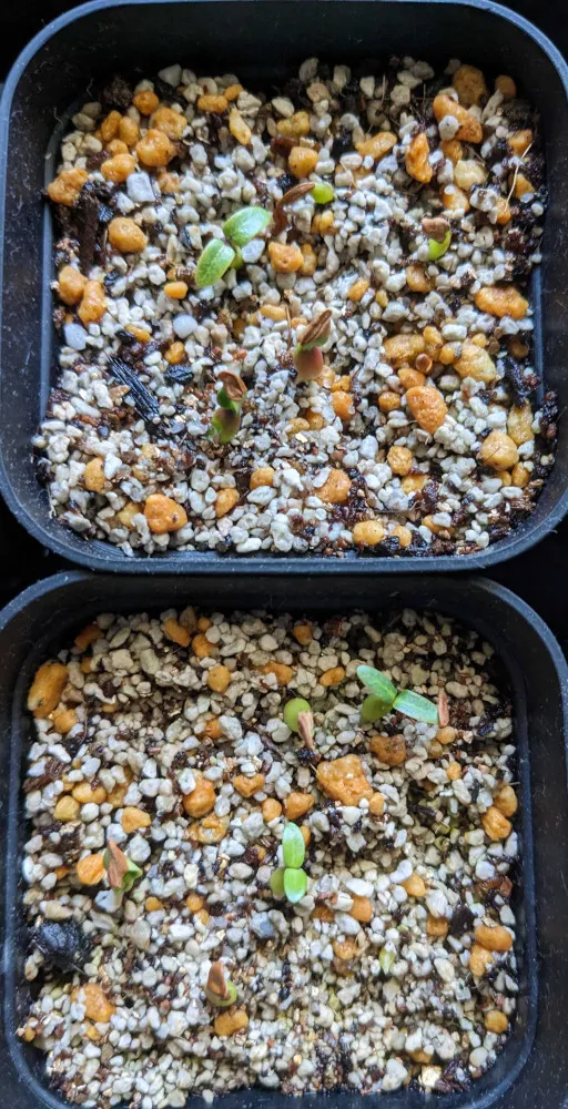 Pachypodium horombense (パキポディウム ホロンベンセ)