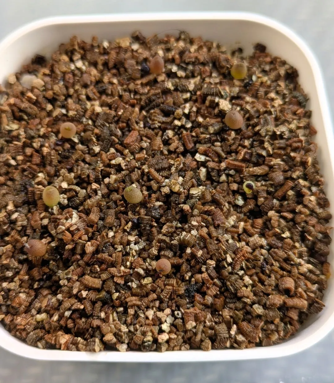 Ferocactus glaucescens (フェロカクタス グラウケスケンス)