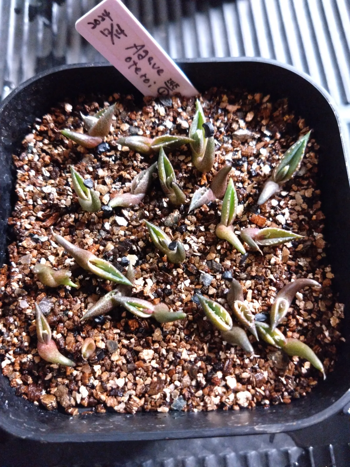 Agave oteroi (アガベ オテロイ)