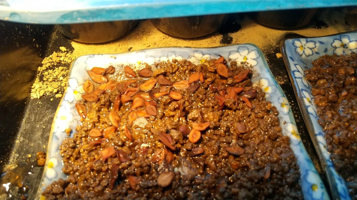 Pachypodium saundersii (パキポディウム サンデルシー 白馬城)