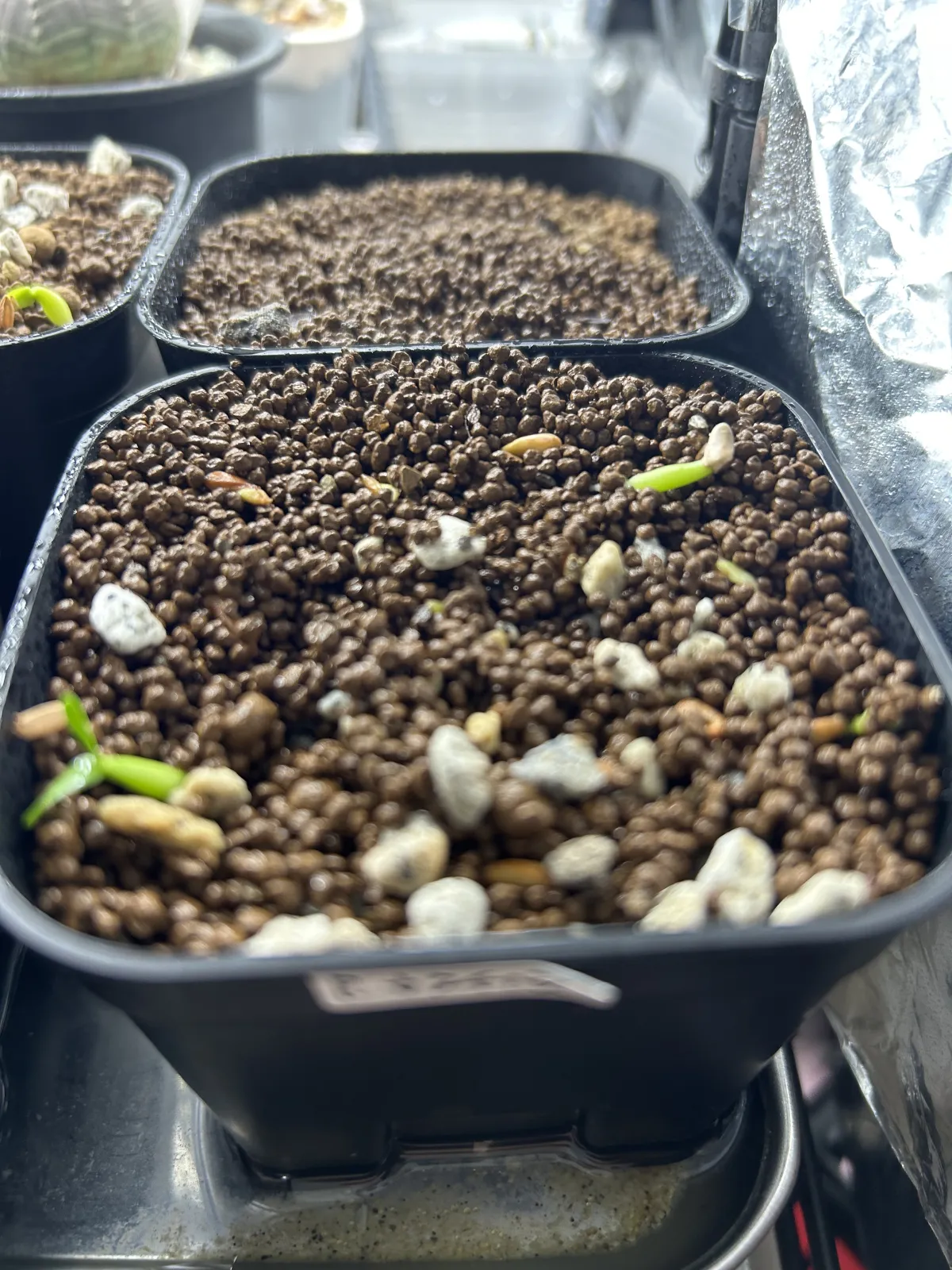 Pachypodium rosulatum ssp. cactipes (パキポディウム カクチペス)