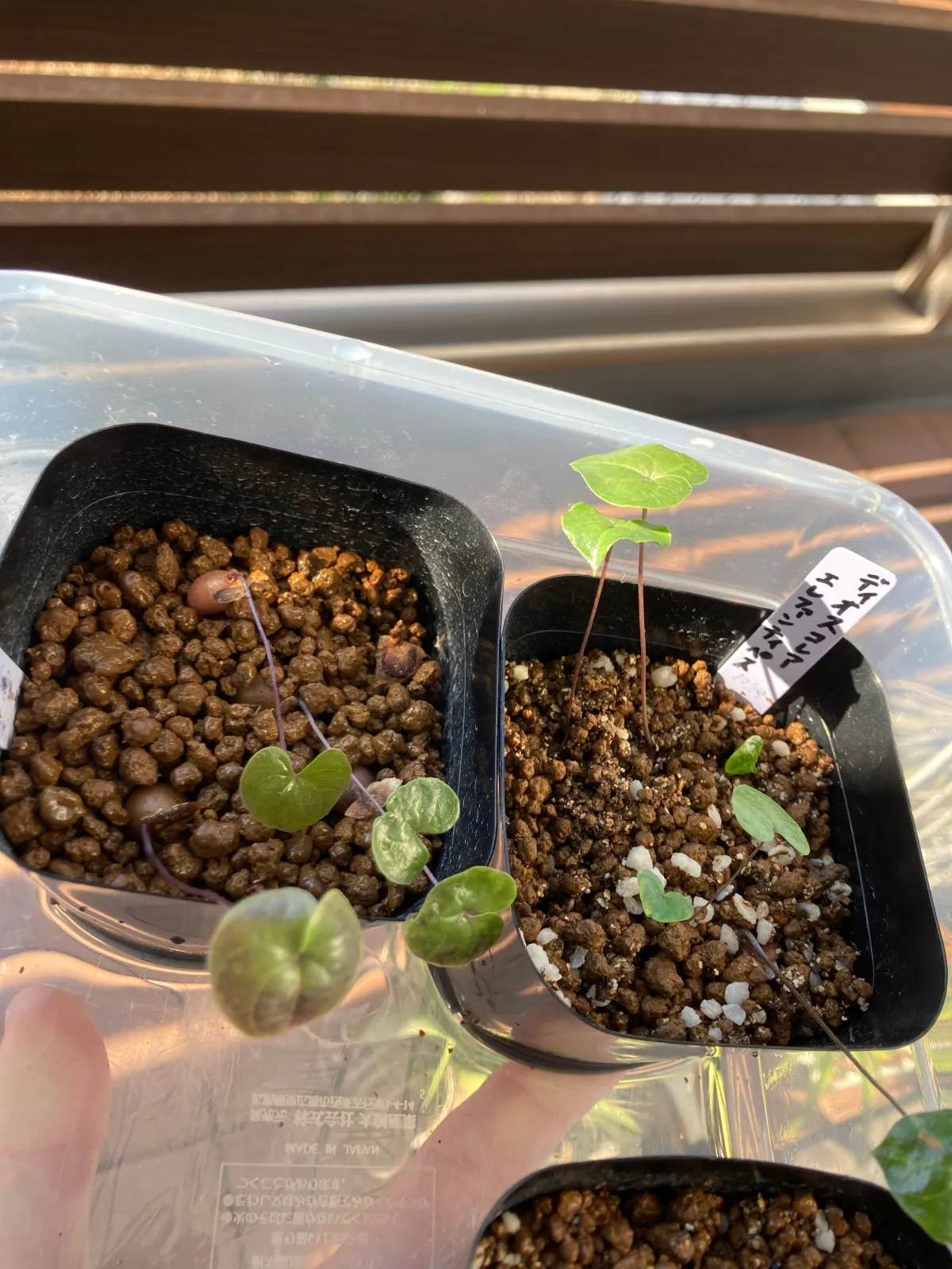 Dioscorea elephantipes (ディオスコレア エレファンティペス アフリカ亀甲竜)