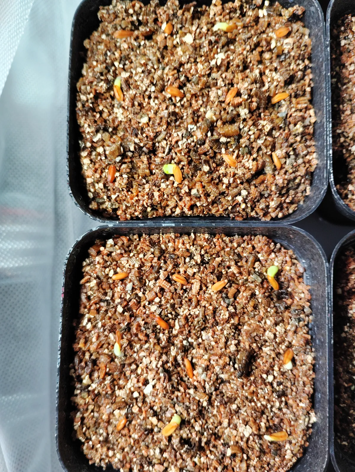 Pachypodium brevicaule subsp. leucoxanthum (パキポディウム レウコキサンツム)