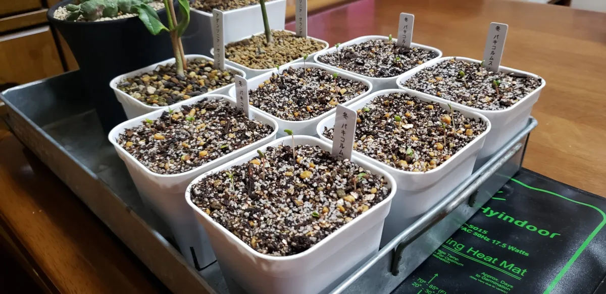 Pachycormus discolor (パキコルムス ディスカラー)