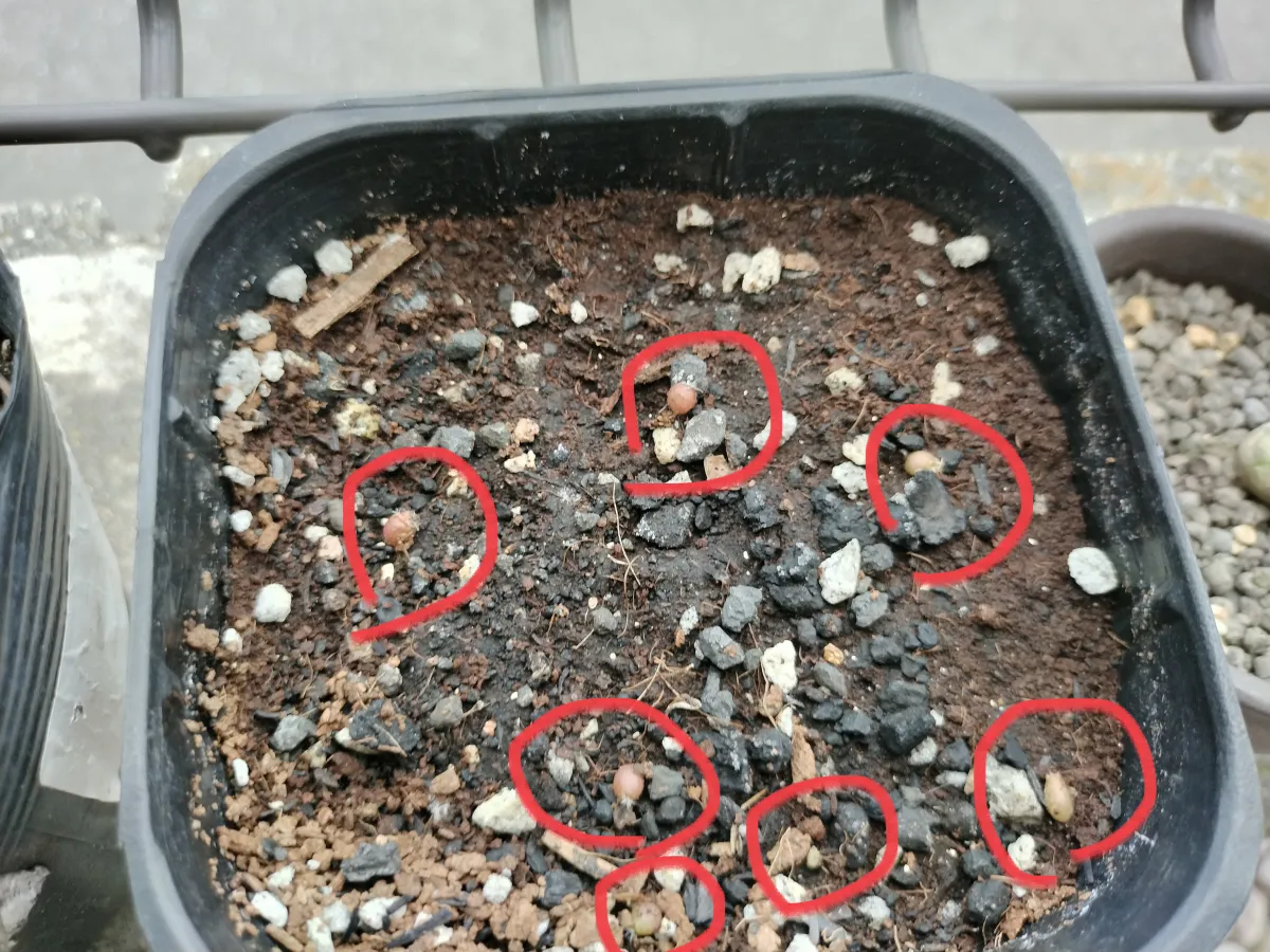 Stenocactus zacatecasensis subsp. zacatecasensis (エキノフォスロカクタス ザカテカセンシス)