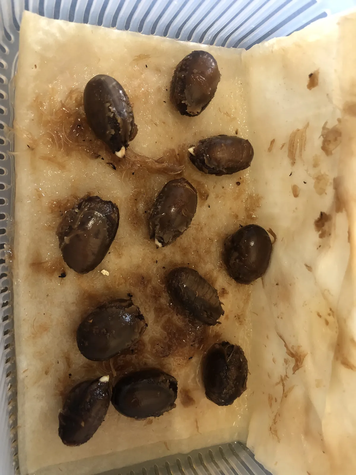 Delonix decaryi (デロニクス デカリー)