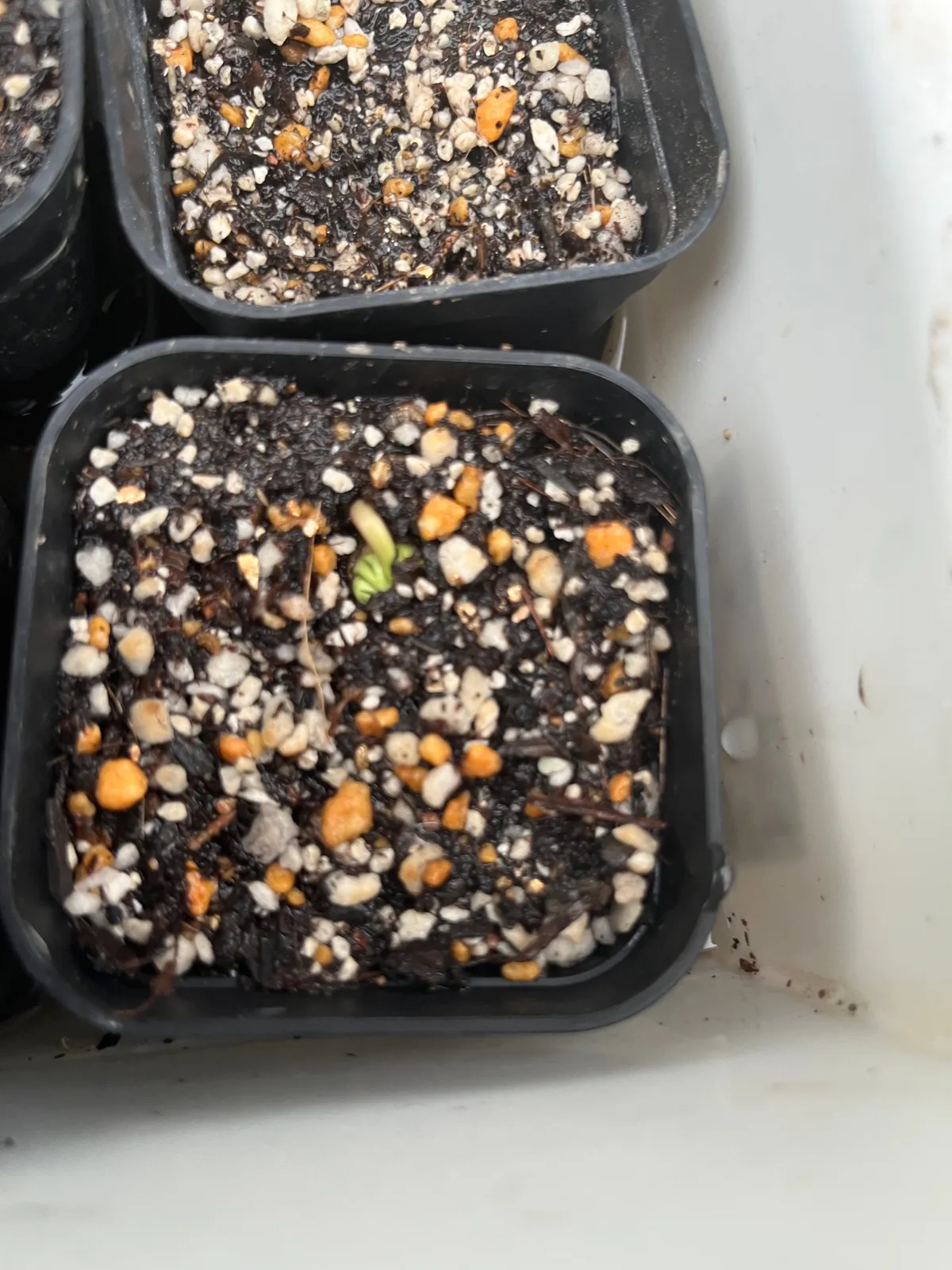 Ipomoea Ipomoea sp. (イポメア)