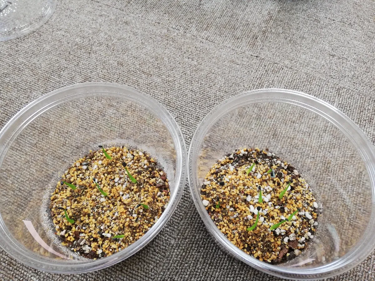 Agave utahensis var. nevadensis (アガベ ユタエンシス ネヴァデンシス)