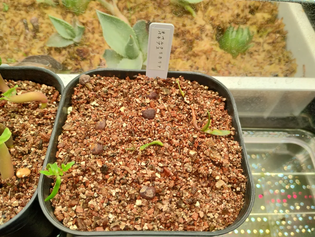 Operculicarya pachypus (オペルクリカリア パキプス)