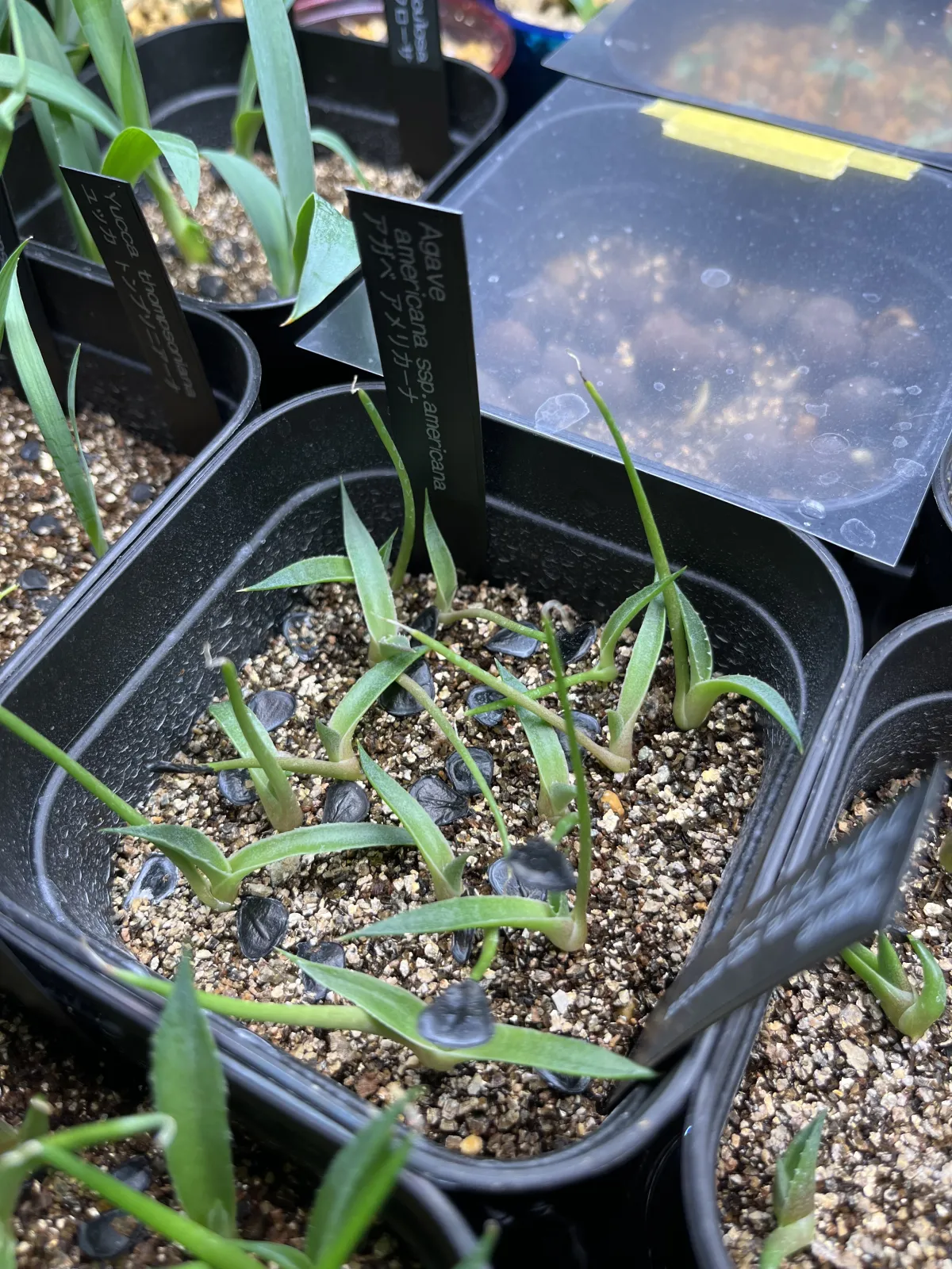 Agave americana ssp. americana (アガベ アメリカーナ)