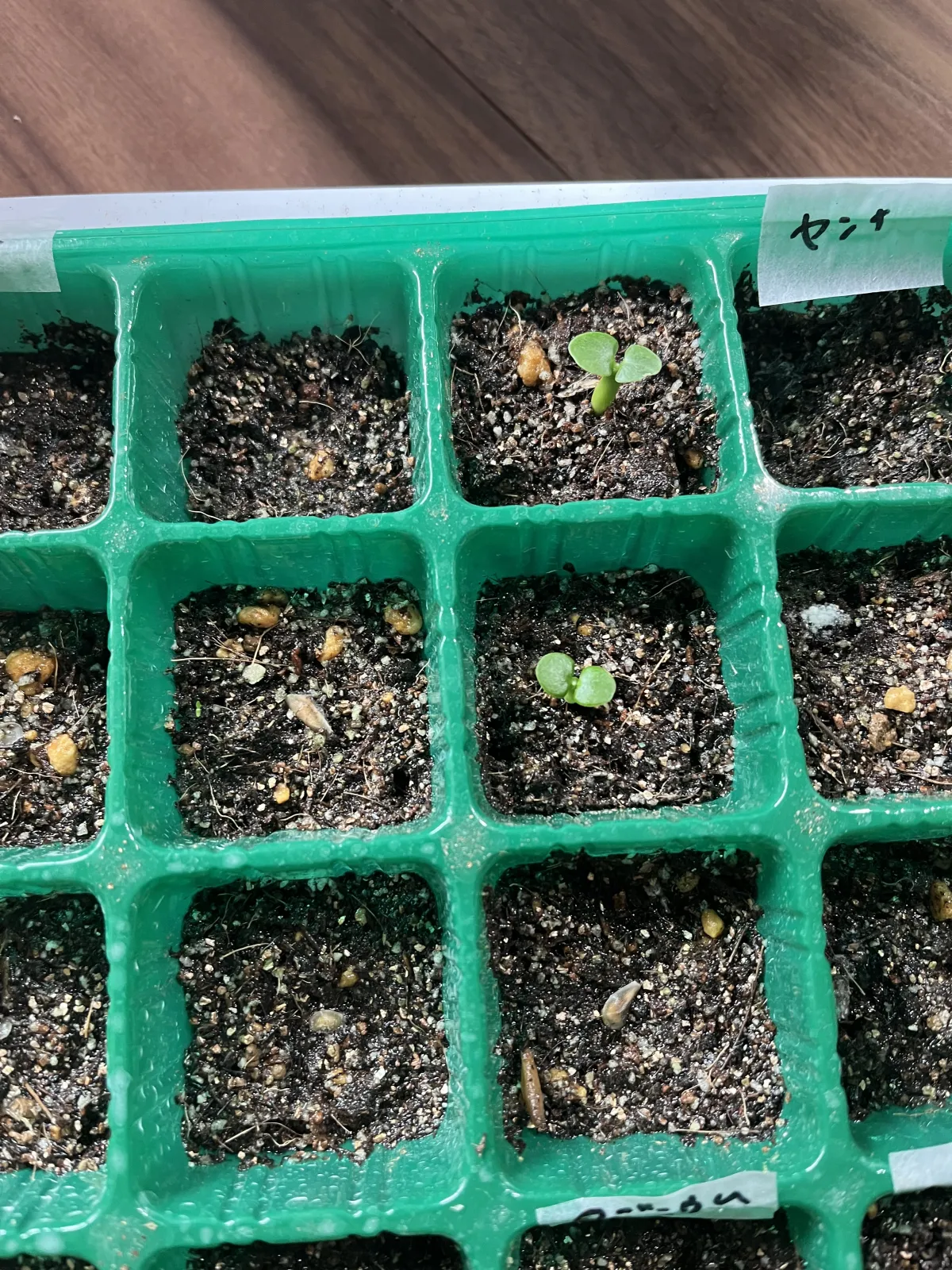 Fockea edulis (フォッケア 火星人)