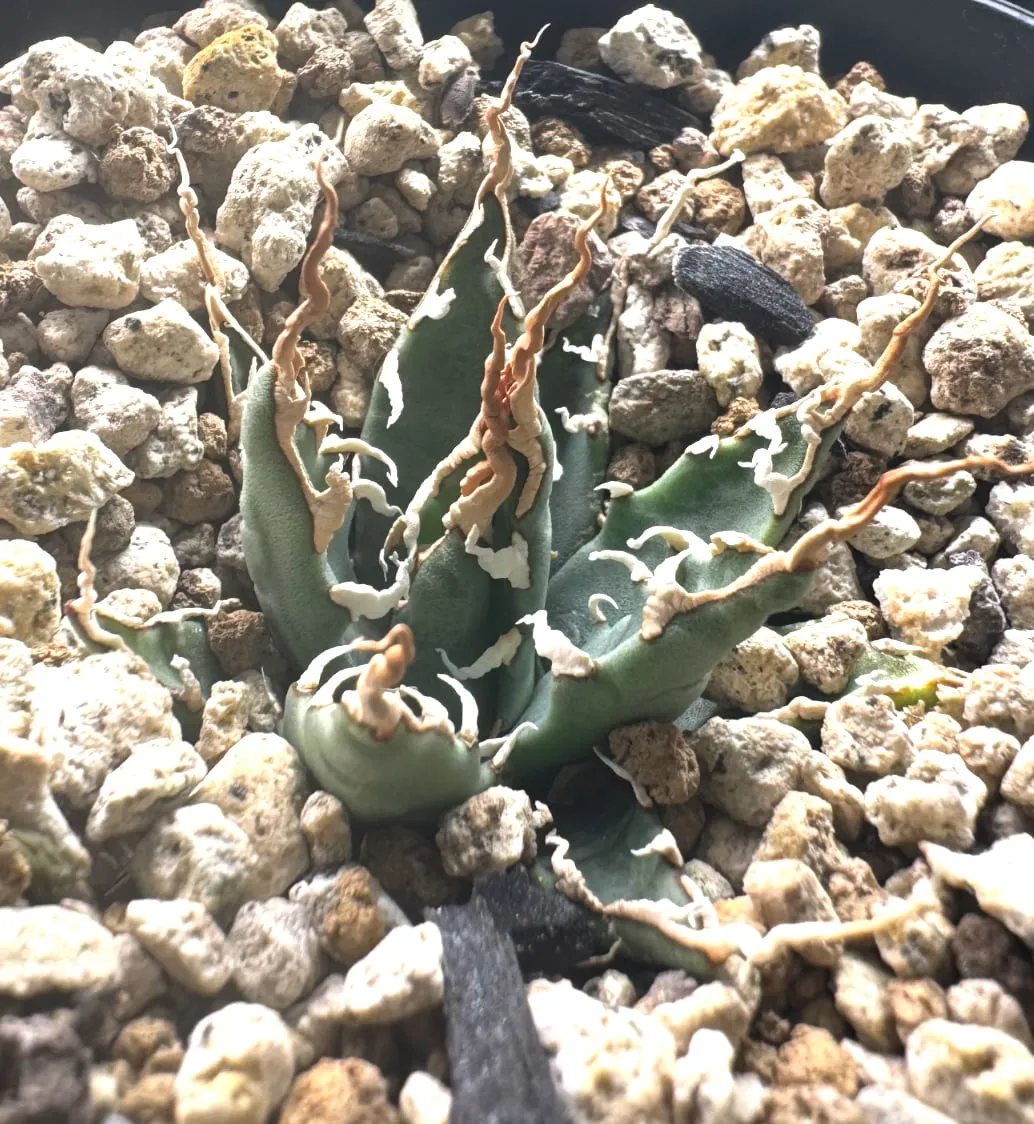 Agave utahensis var. eborispina (アガベ エボリスピナ)