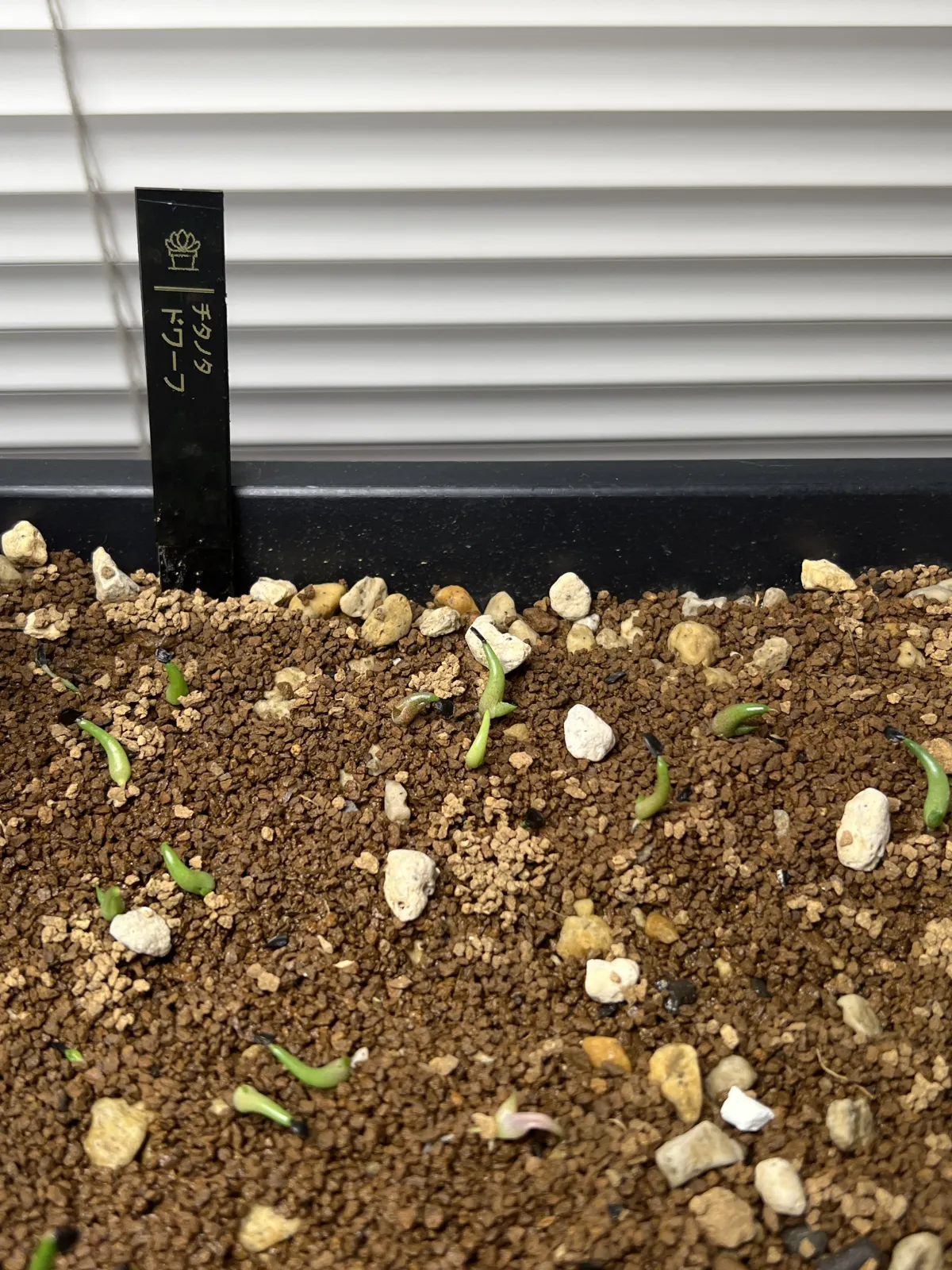 Agave titanota (アガベ チタノタ ドワーフ)