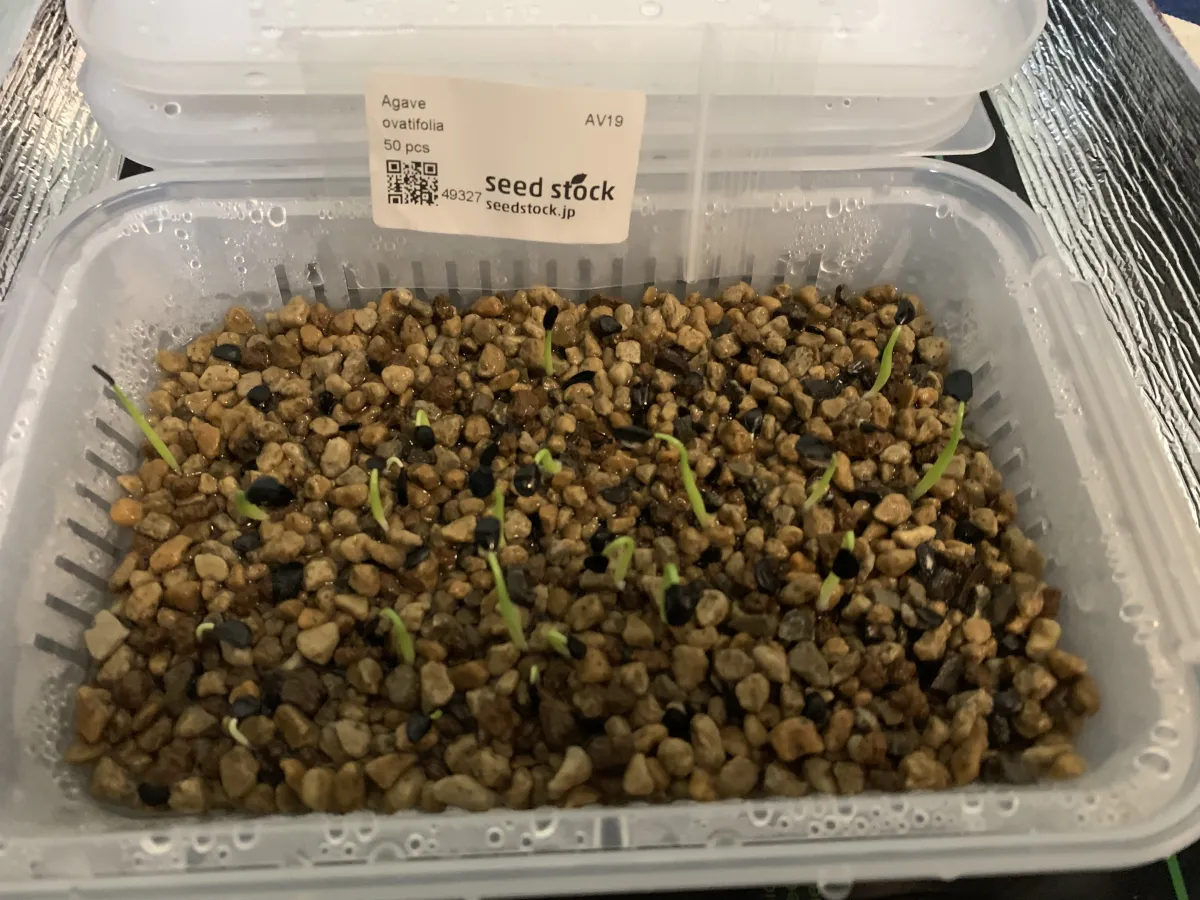 Agave ovatifolia (アガベ オバティフォリア)