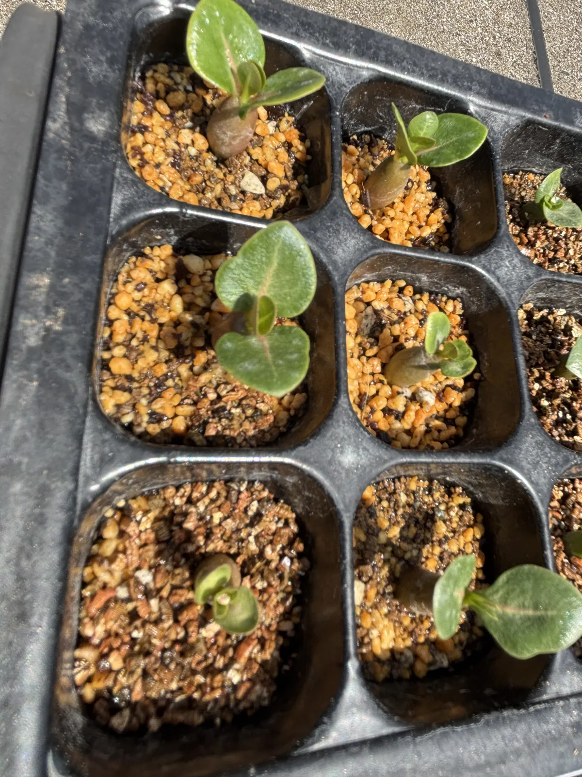 Adenium arabicum King Kong (アデニウム アラビカム キングコング)