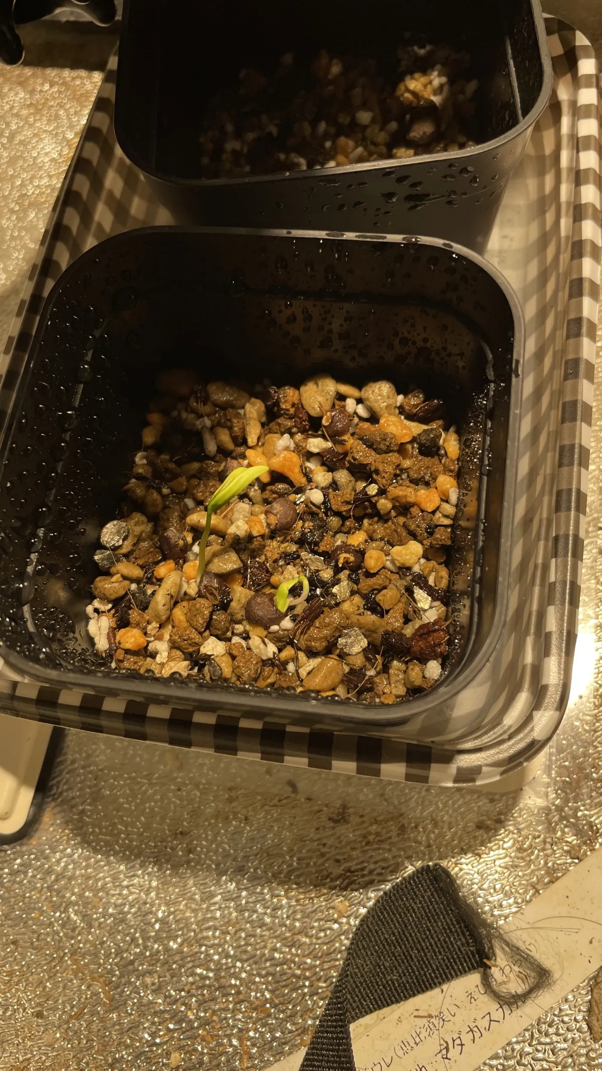 Operculicarya pachypus (オペルクリカリア パキプス)