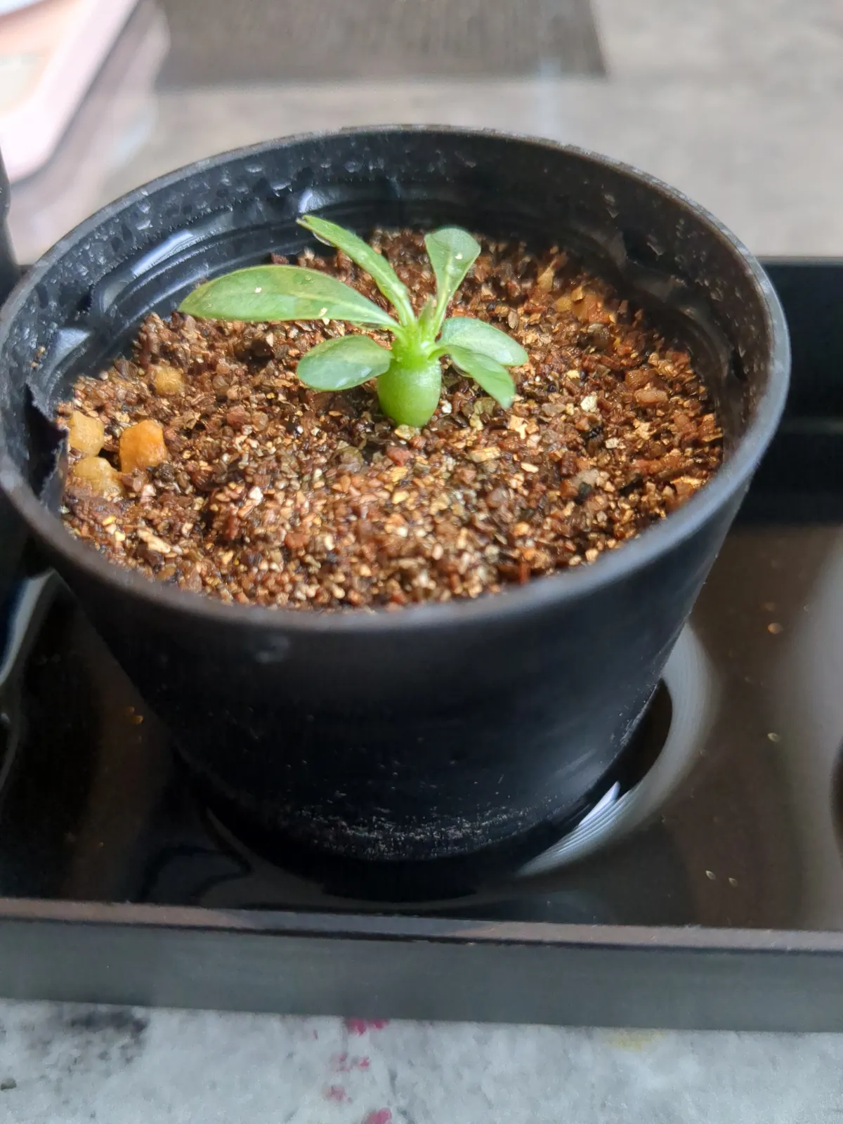 Pachypodium densiflorum var. brevicalyx (パキポディウム ブレビカリックス)