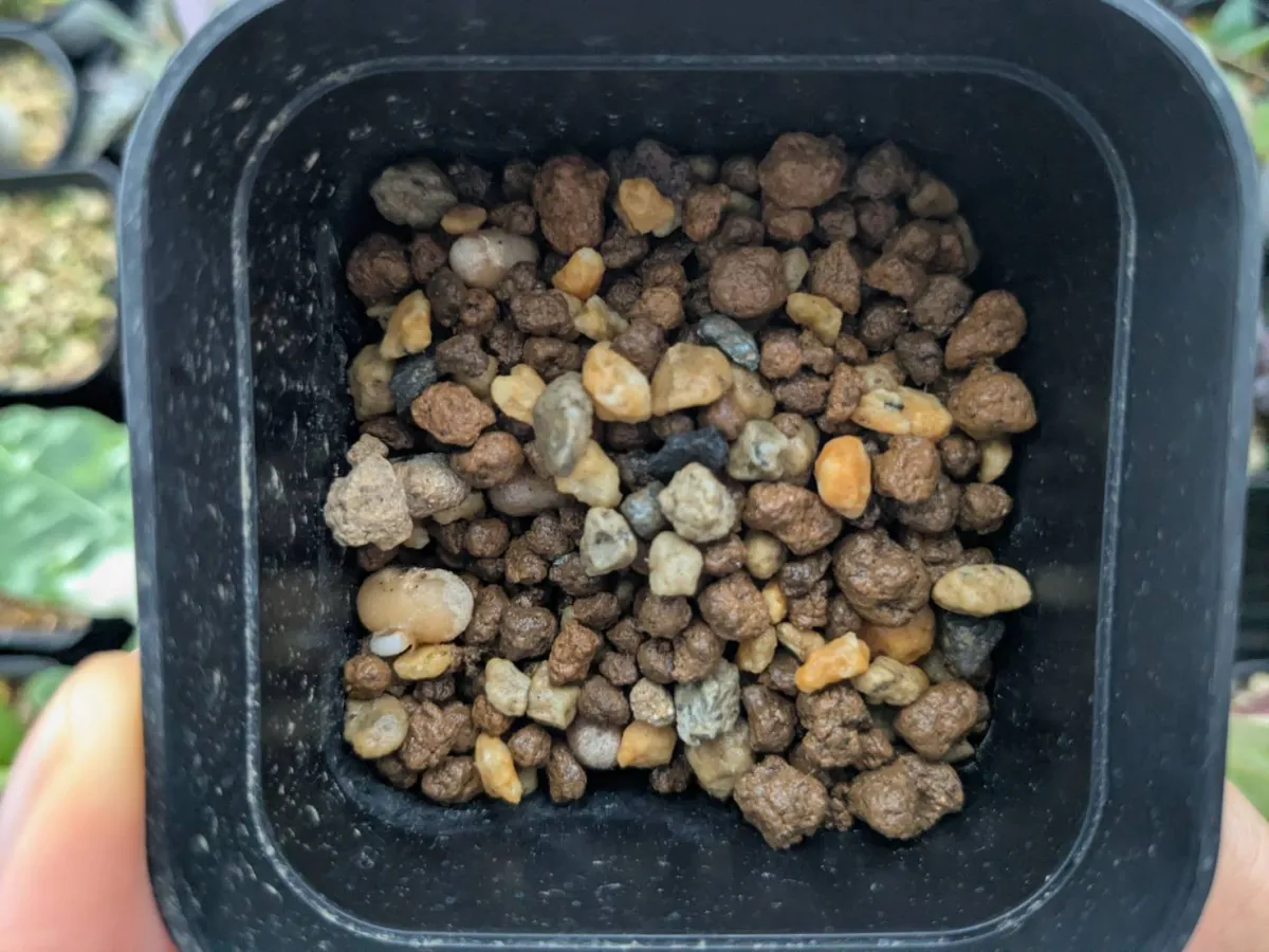 Sansevieria pearsonii (サンセベリア ピアソニー)