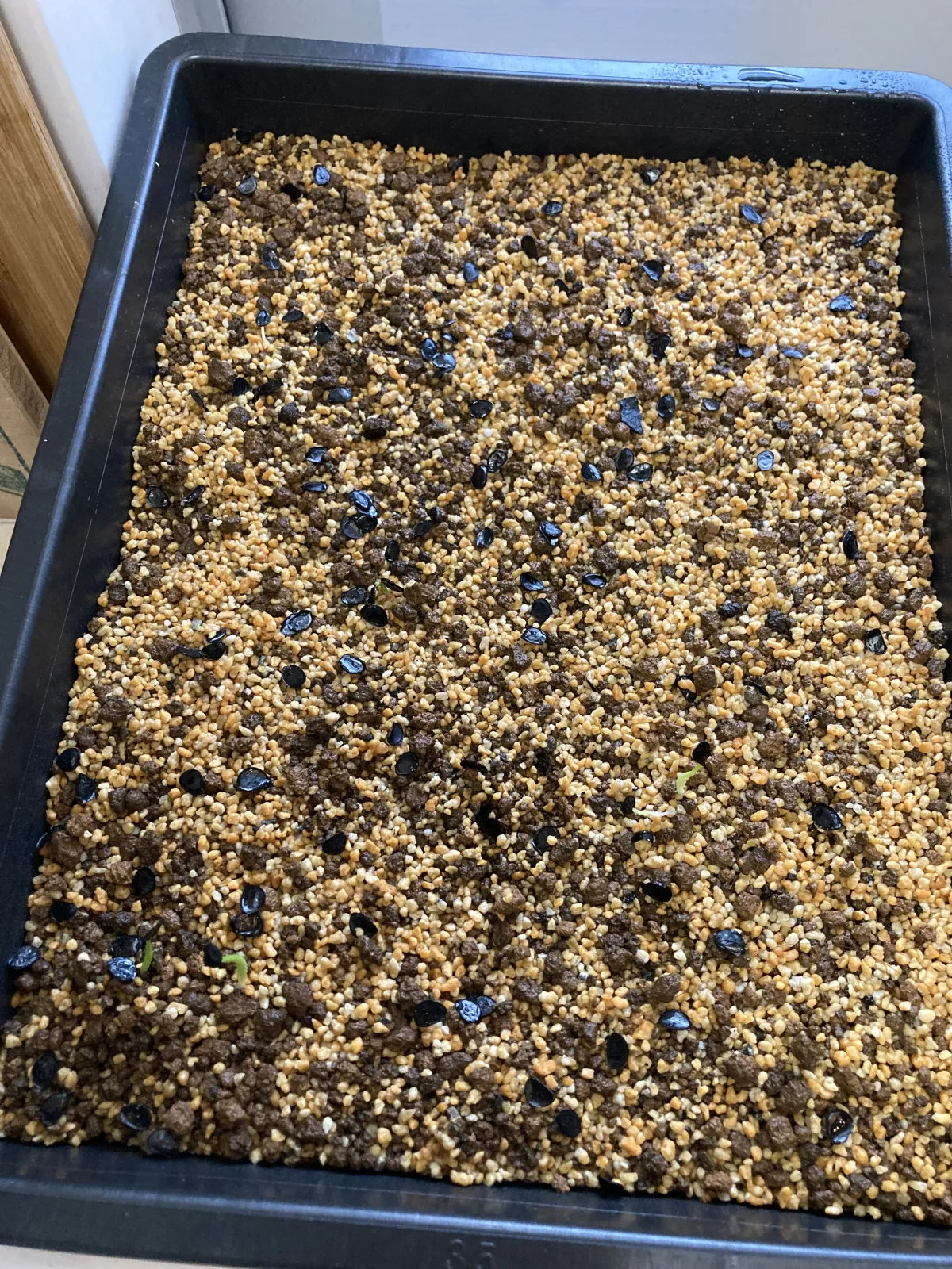 [チャレンジ種子] アガベ シャウィ（発芽難） Agave shawii subsp. shawii (発芽難)