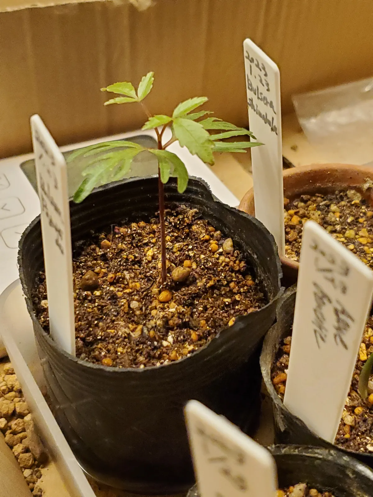 Bursera fagaroides (ブルセラ ファガロイデス)