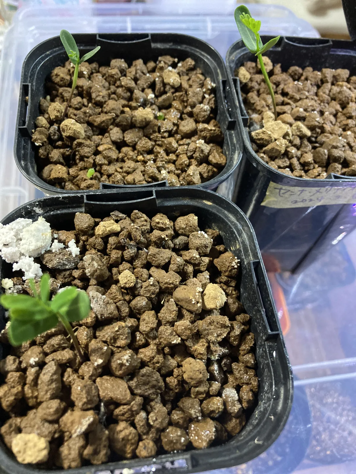 Senna meridionalis (センナ メリディオナリス)