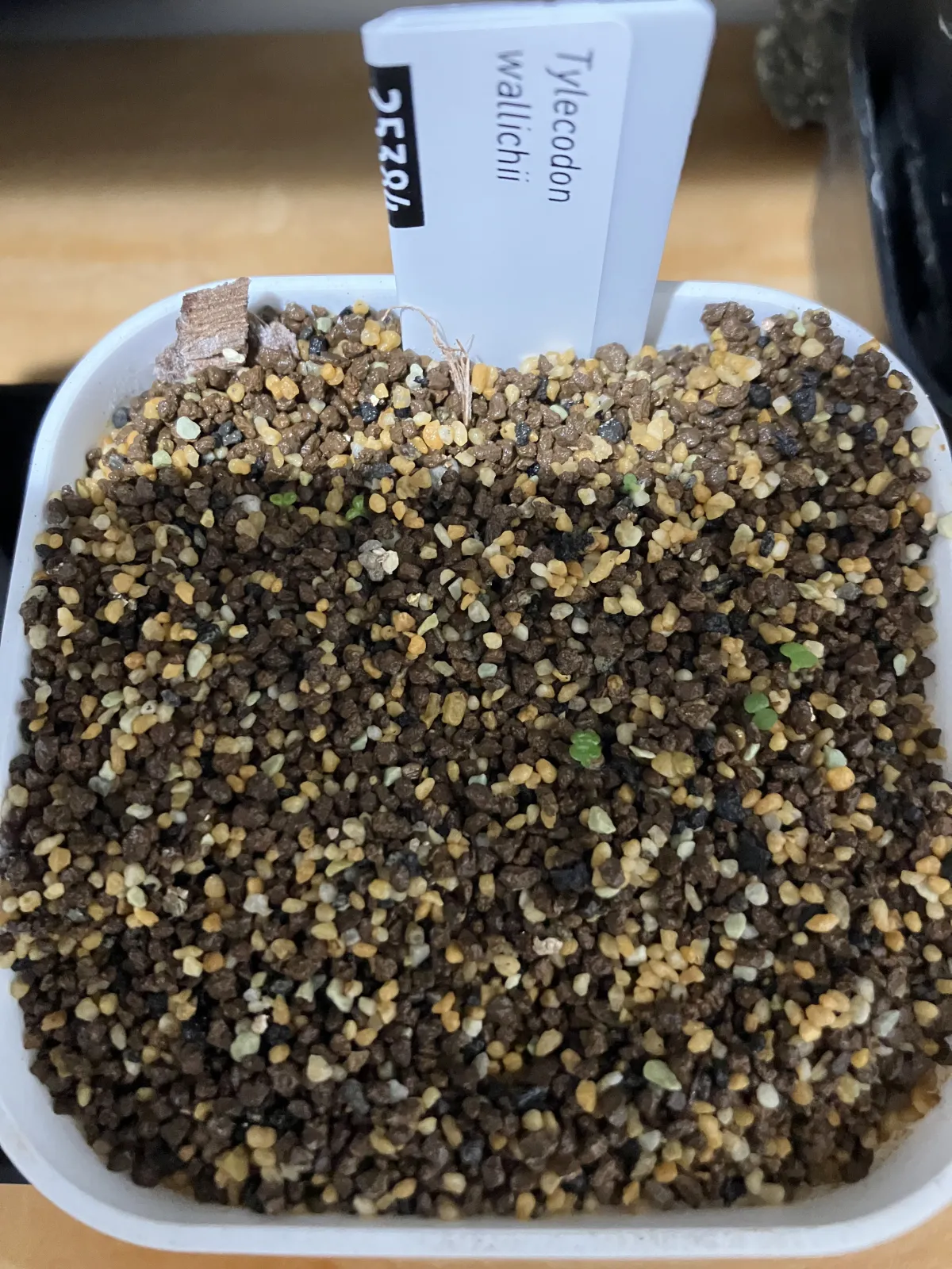 Tylecodon wallichii (ティレコドン ワリチー)