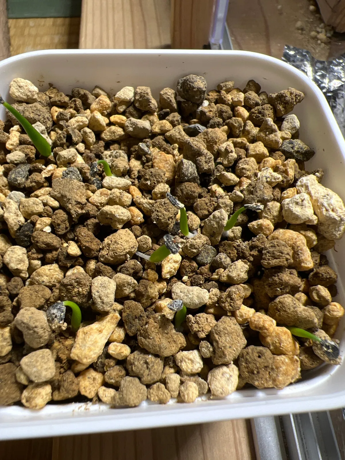 Agave utahensis var. eborispina 'Vegas' (アガベ エボリスピナ ヴェガス)