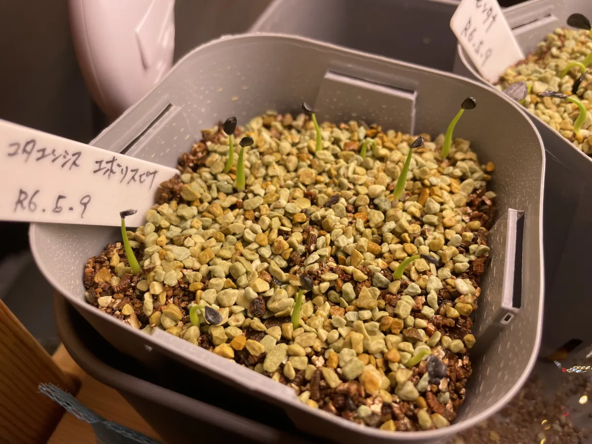 Agave utahensis var. eborispina (アガベ エボリスピナ)