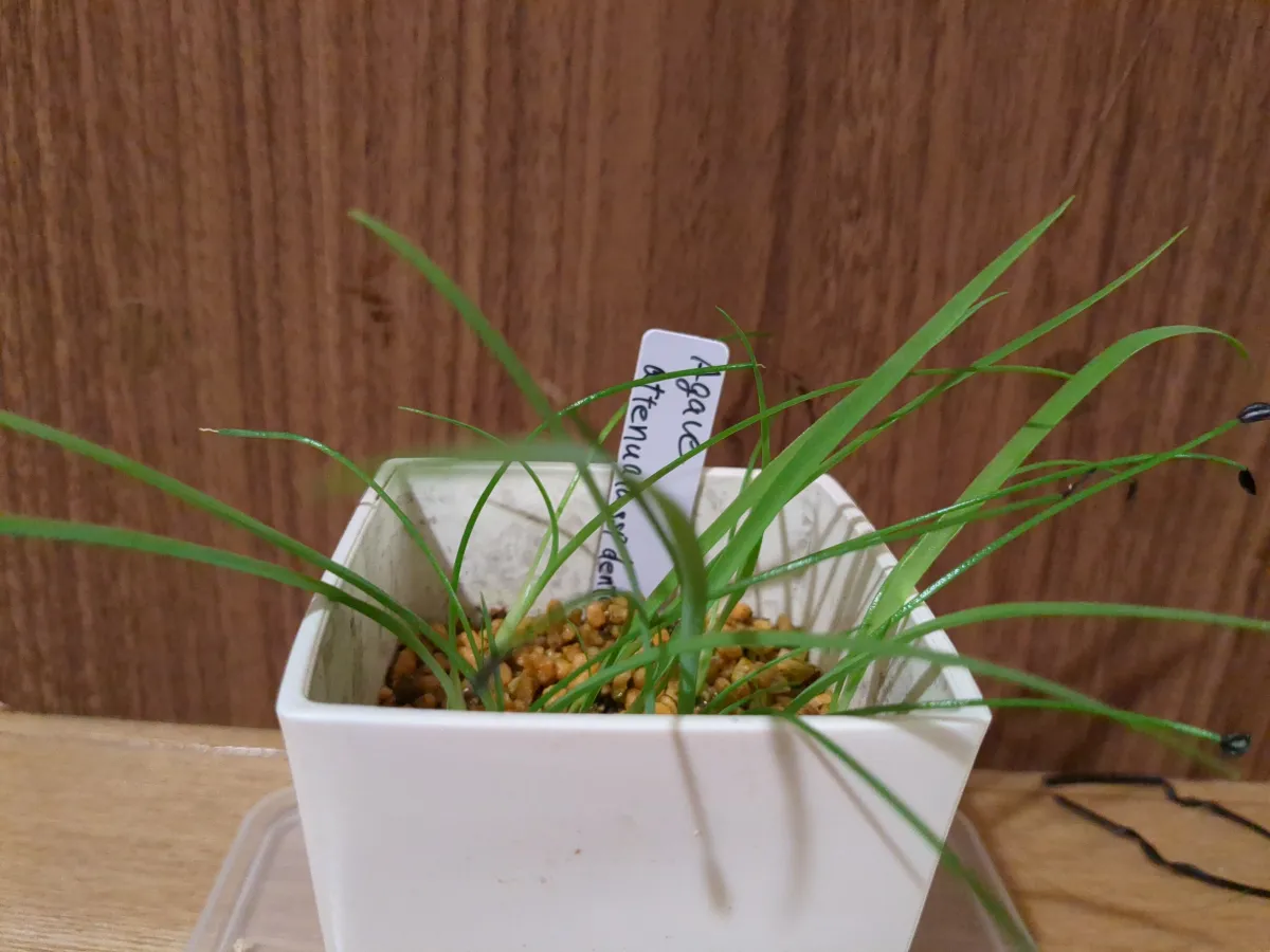 Agave attenuata subsp. dentata (アガベ アテナータ デンタータ)