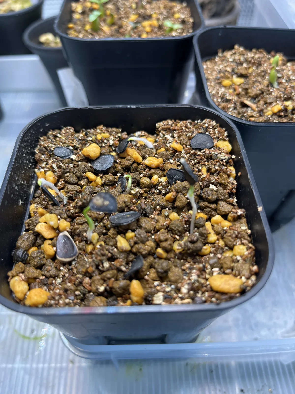 Yucca rostrata (ユッカ ロストラータ)