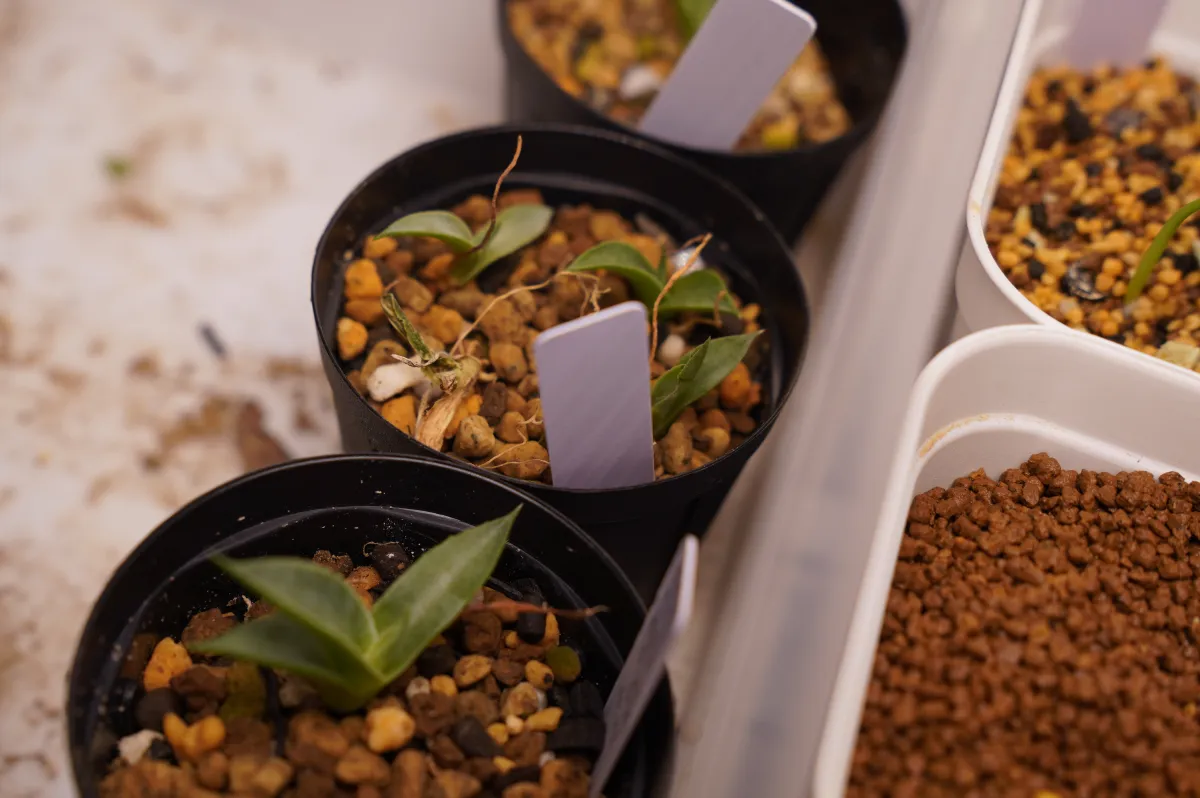 Agave parryi subsp. parryi (アガベ パリー)