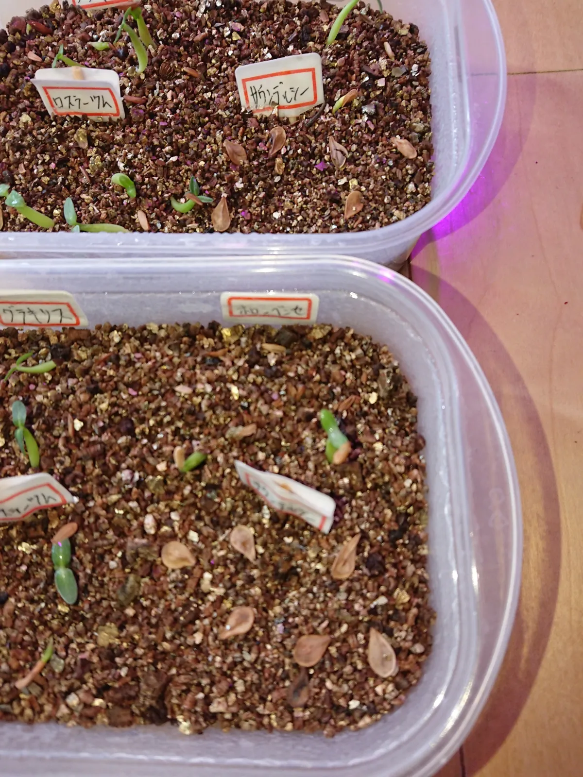 Pachypodium saundersii (パキポディウム サンデルシー 白馬城)