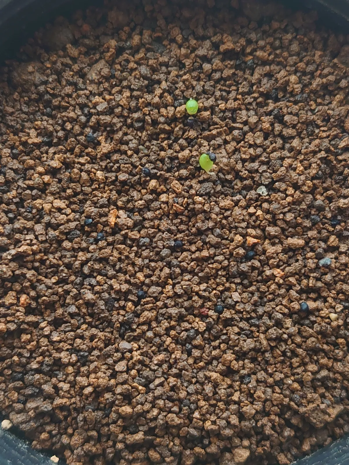 Ariocarpus fissuratus var. hintonii (アリオカルプス ヒントニー 亀甲牡丹)