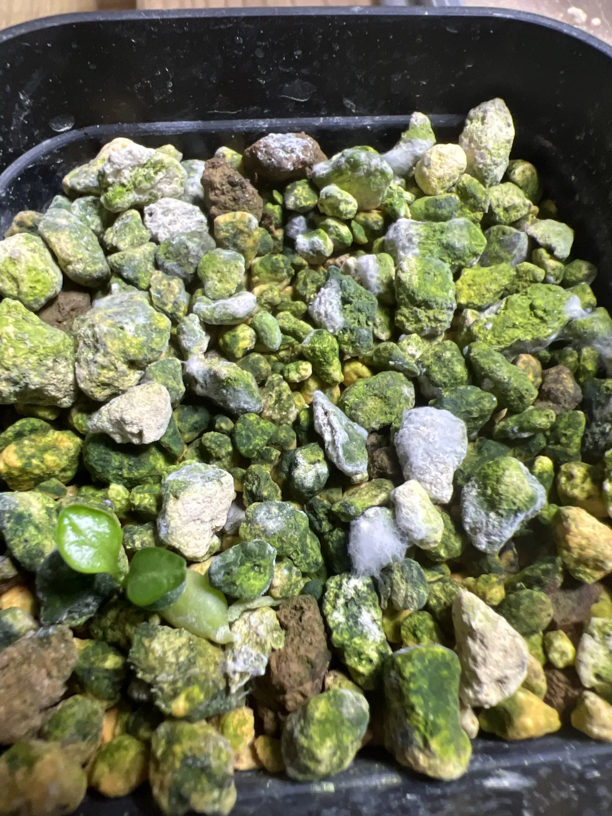 Pachypodium succulentum (パキポディウム サキュレンタム 天馬空)