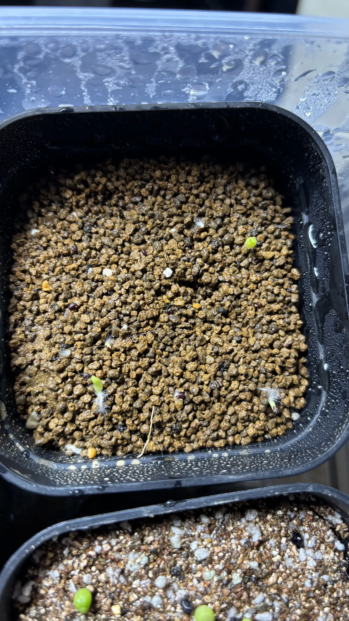 Echinocactus grusonii (エキノカクタス キンシャチ)