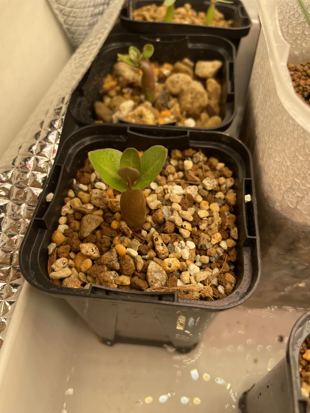 Adenium arabicum (アデニウム アラビカム)