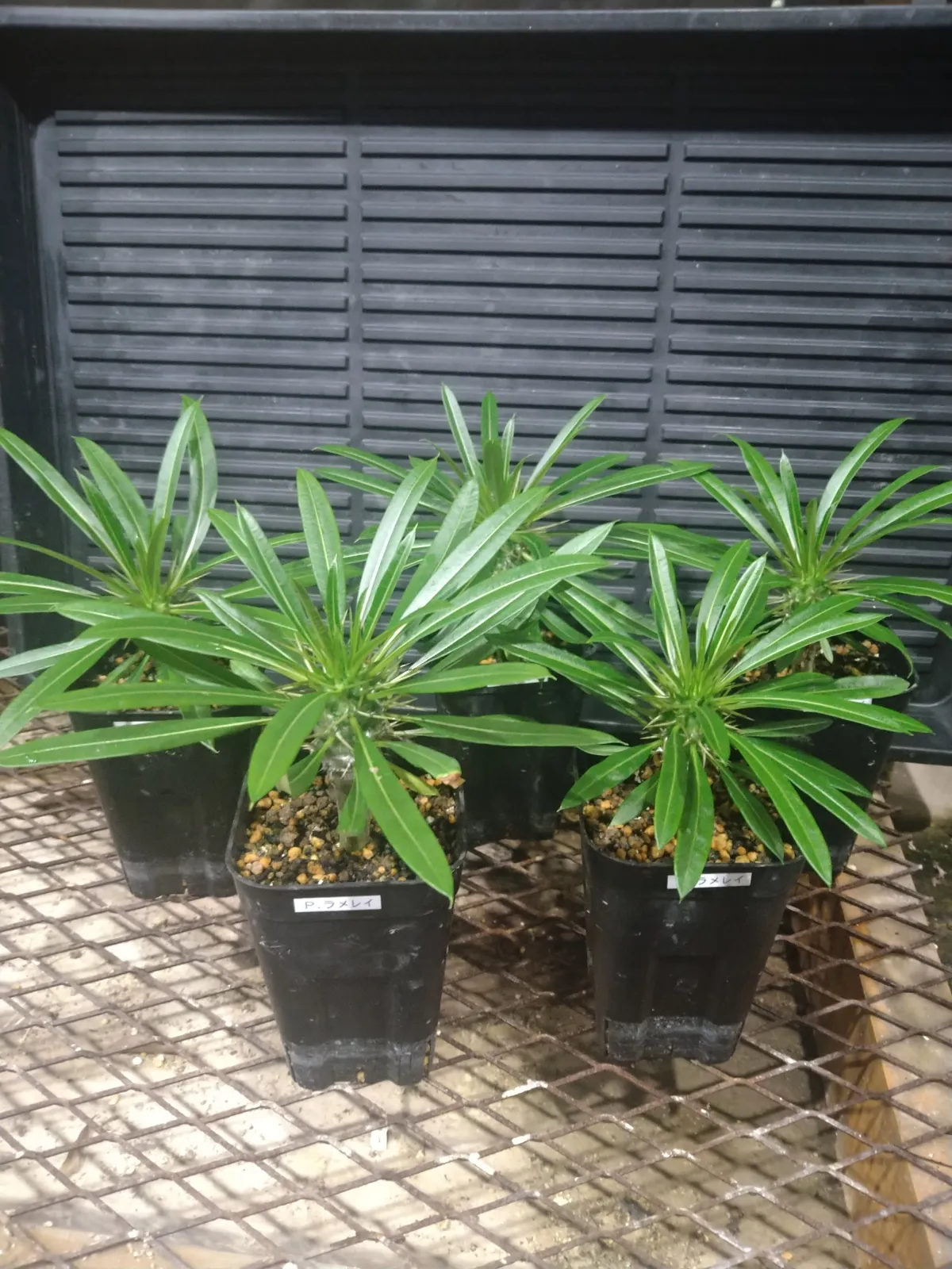 Pachypodium lamerei (パキポディウム ラメレイ 夢叶棒)