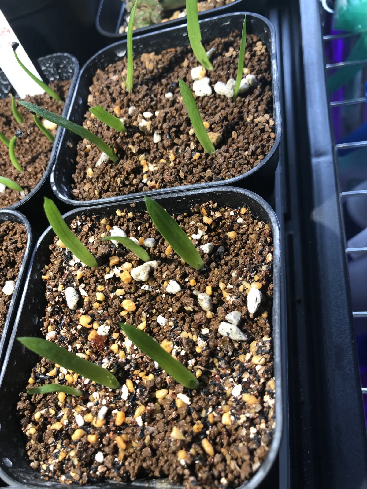 Aloe microstigma subsp. microstigma (アロエ ミクロスティグマ)