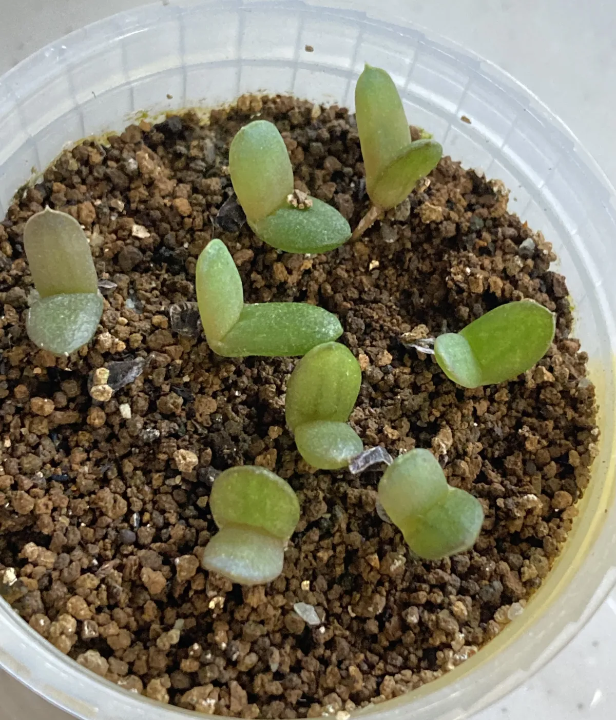 Aloe humilis (アロエ フミリス)