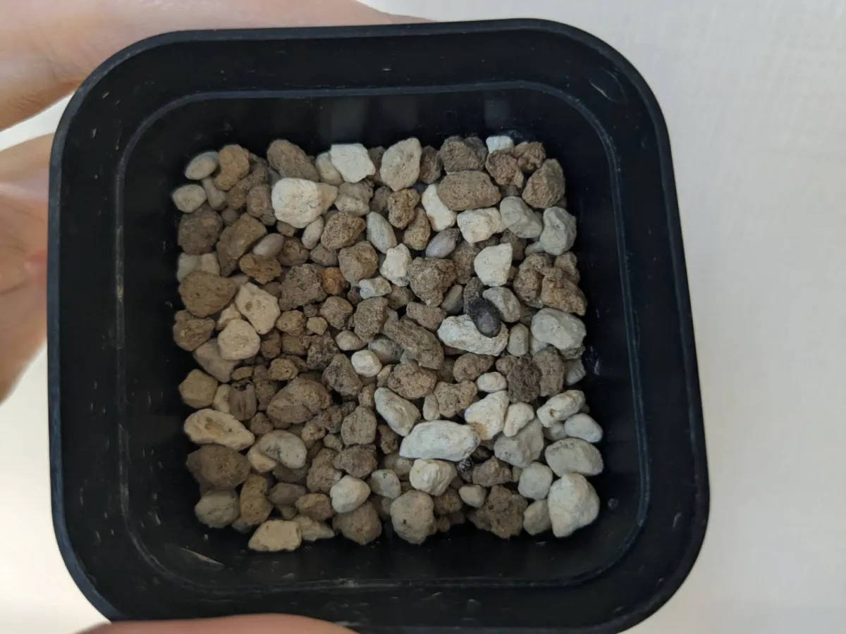 Jatropha paradoxa (ヤトロファ パラドクサ)