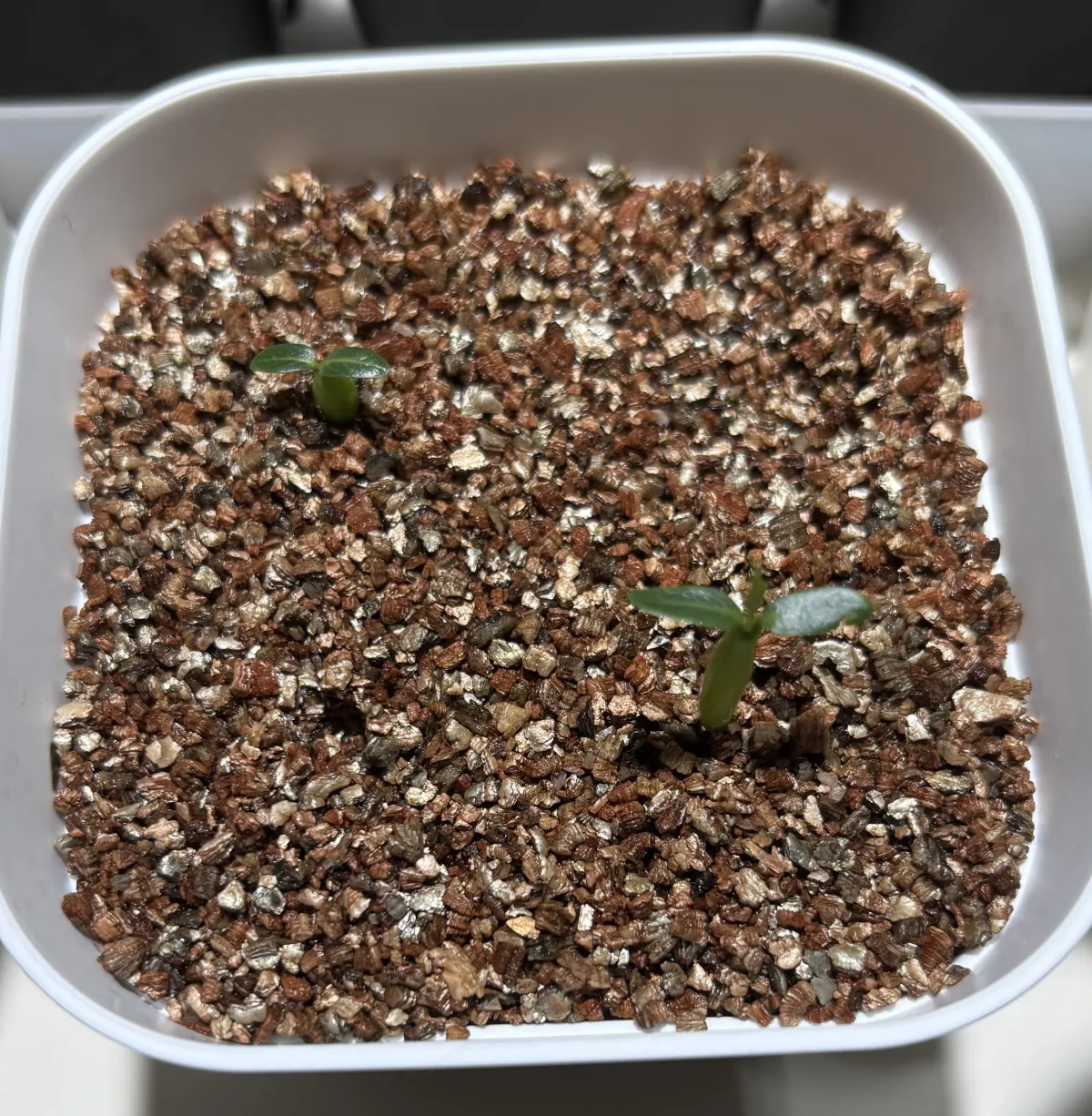 Pachypodium rosulatum ssp. cactipes (パキポディウム カクチペス)