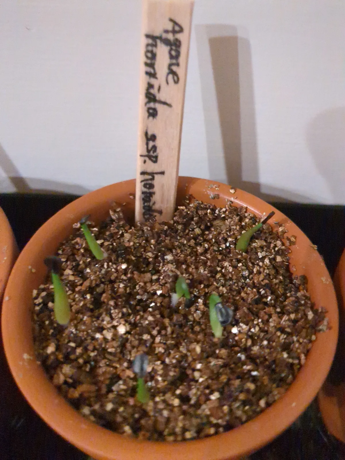 Agave horrida ssp. horrida (アガベ ホリダ)