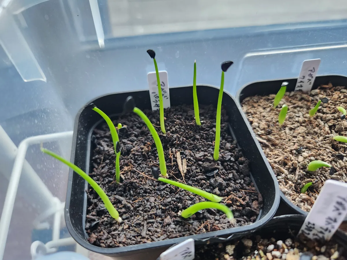 Agave parrasana (アガベ パラサナ)