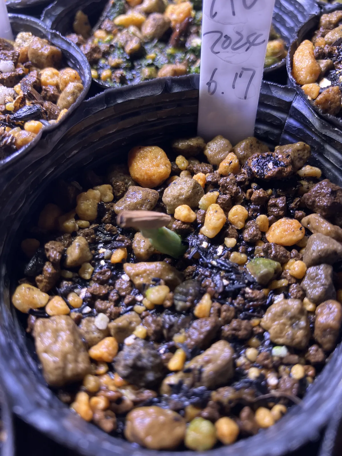 Adenium obesum (アデニウム オベスム)