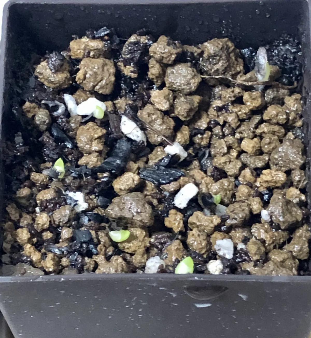 Aloe broomii (アロエ ブルーミー)