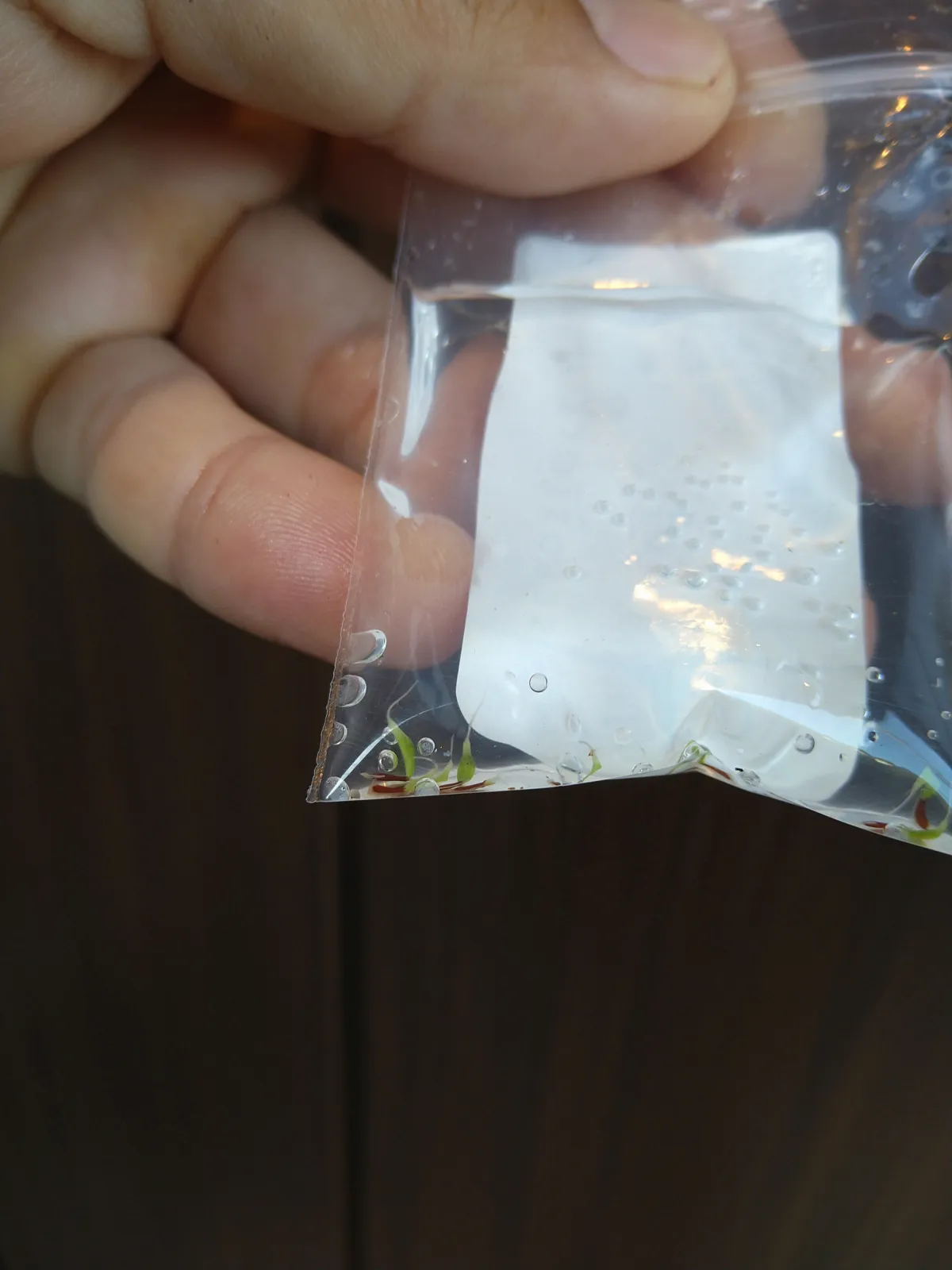 Puya mirabilis (プヤ ミラビリス)