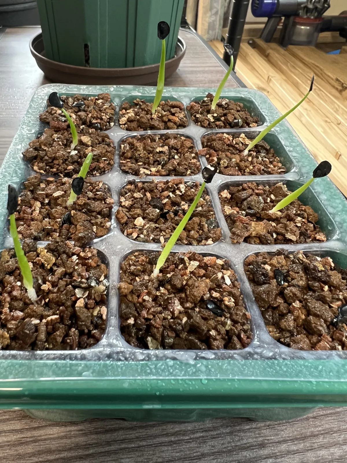 Agave Agave sp 'Azul Monterrey' (アガベ アズールモントレー)